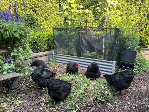 Backyard Chickens in Suburbia