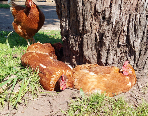 Creating a Dust Bath for Your Chickens: Benefits, Ingredients and Tips