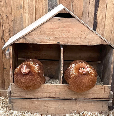Have you got a broody hen?