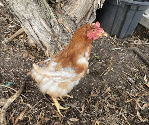 Moulting Chickens: Why and How To Help