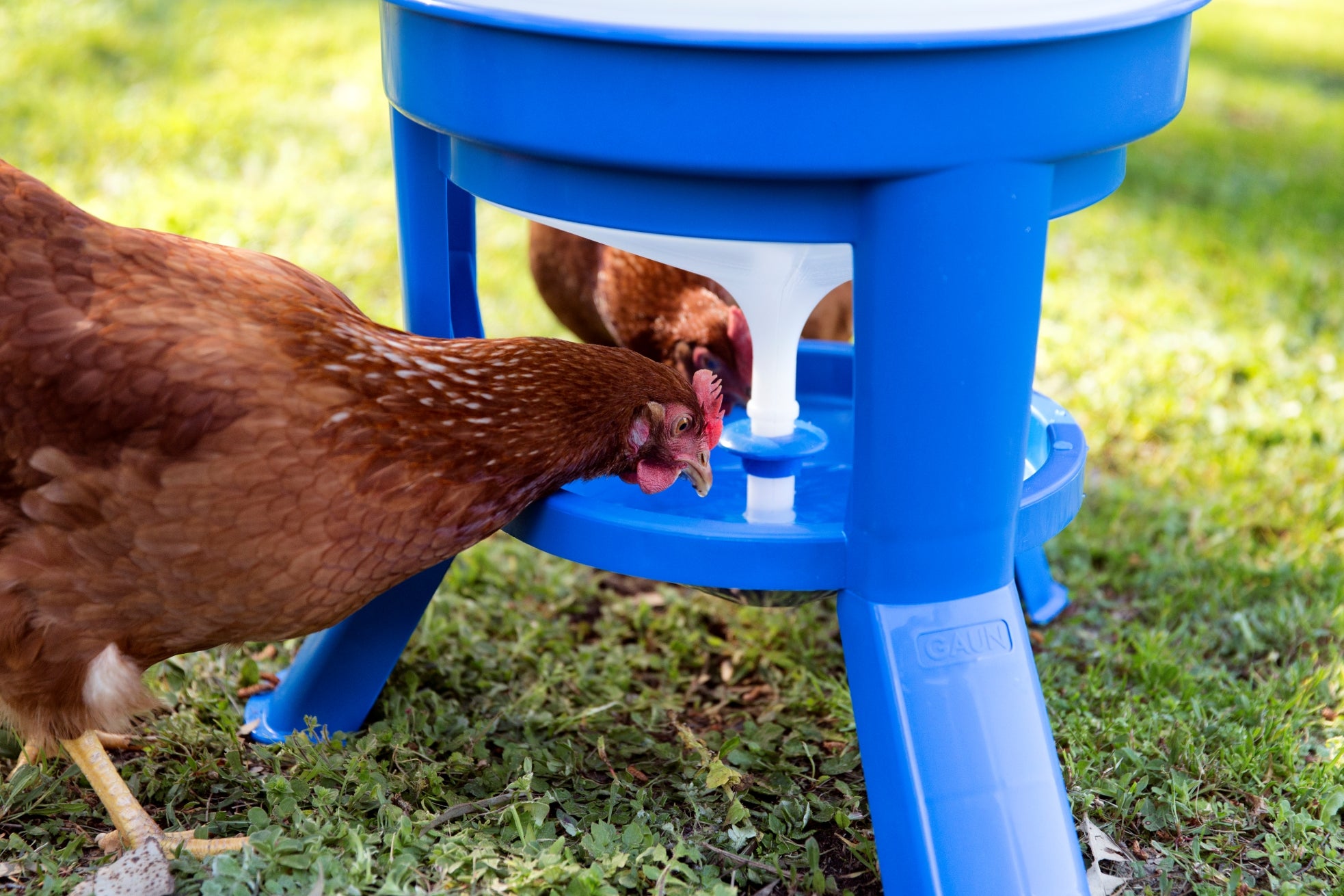 the-crucial-role-of-clean-water-for-your-backyard-flock-talking-hens