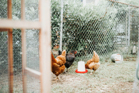 What Chicken Feeder and Drinker Should You Buy?