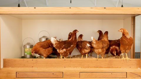 Hy-Line Brown Point Of Lay Pullets