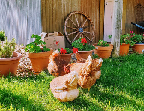 Backyard Hens Key To Increasing Self-Sustainability