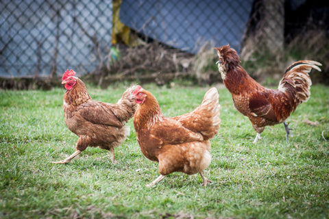 Families flock to backyard hens