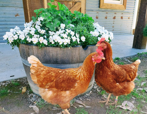 Best Egg Laying Chickens