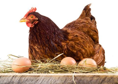 Hen and eggs