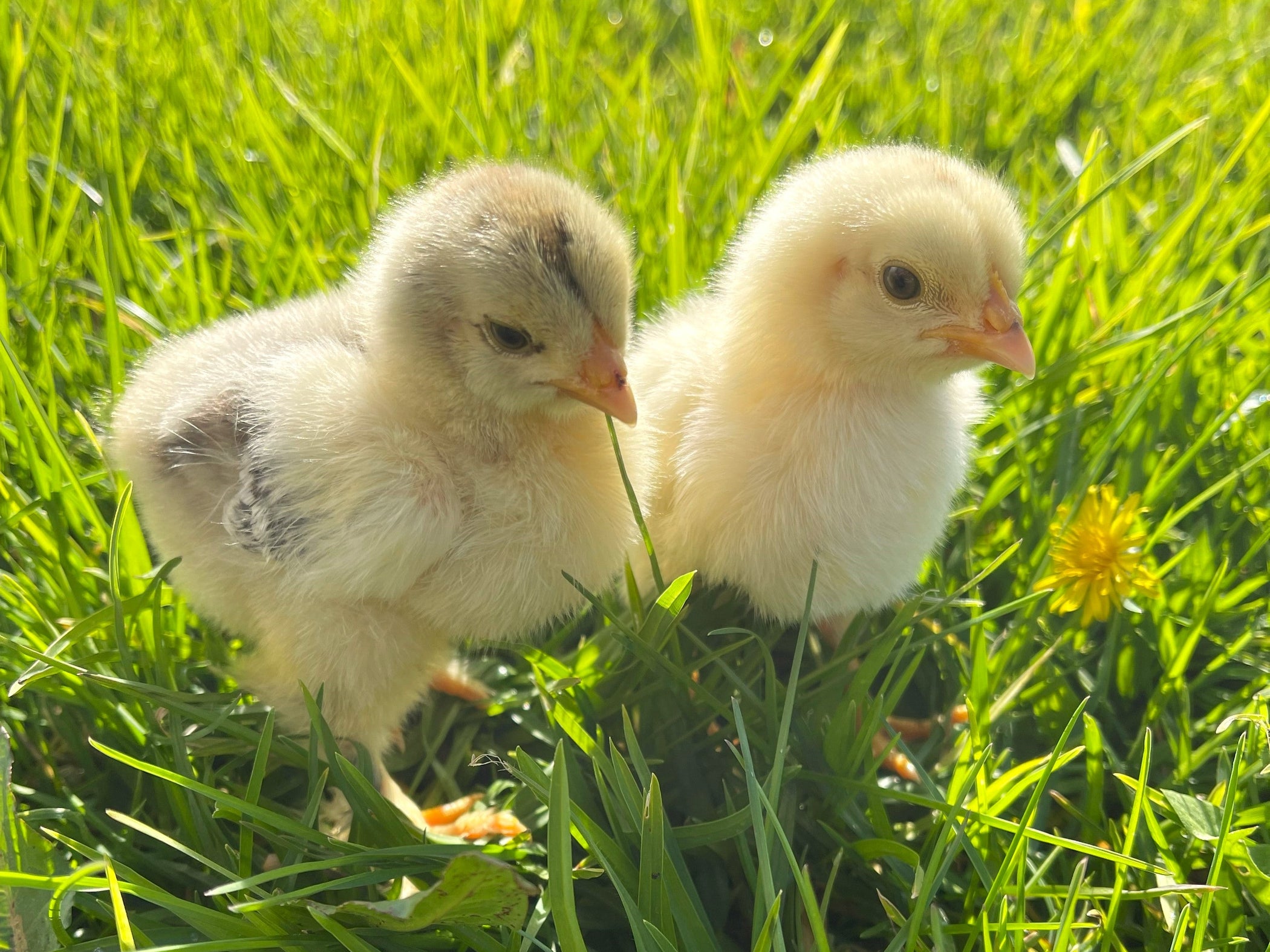 Hacking Chicks Spring into Action: Everything You Need to Know About Hatching Chicks ...