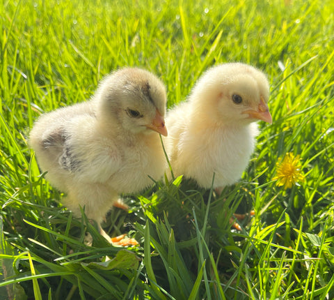 Baby Chickens on Grass