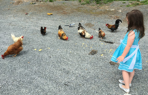 Backyard Chickens with Child