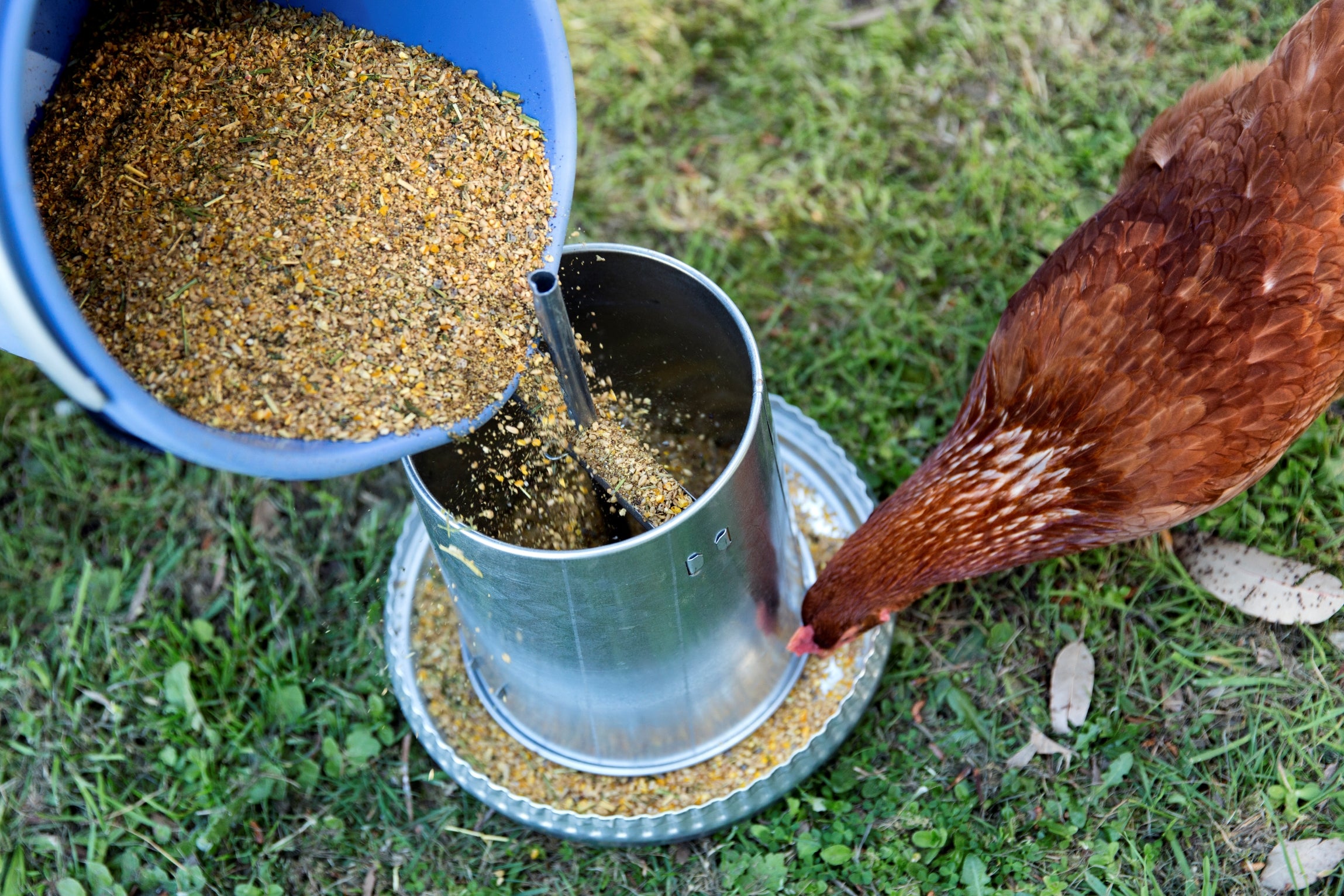all about chicken feed: how much, what to avoid & best... The Importance of Using a Balanced Chicken Feed – Talking Hens