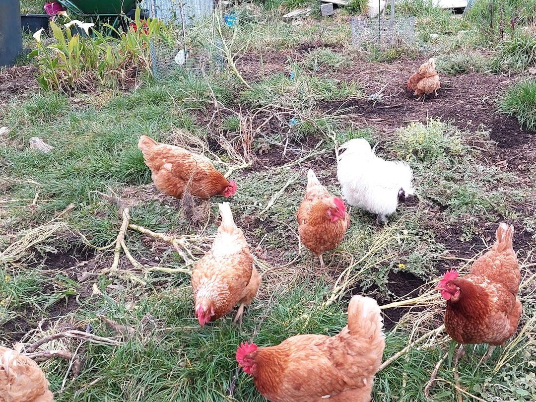 Stop Rats and Mice Invading Your Chicken Coop Your Ultimate Guide