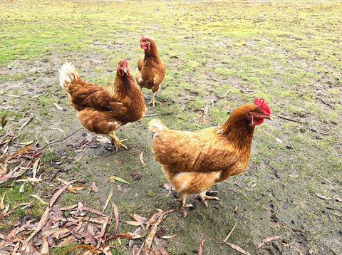 Hens in the rain