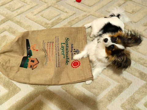 Paws, Claws, and Happy Clucks: Your Guide to Integrating Chickens with Pets