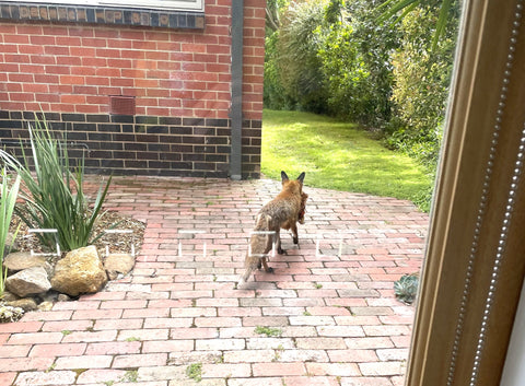 Protecting your Backyard Chickens from Melbourne Foxes