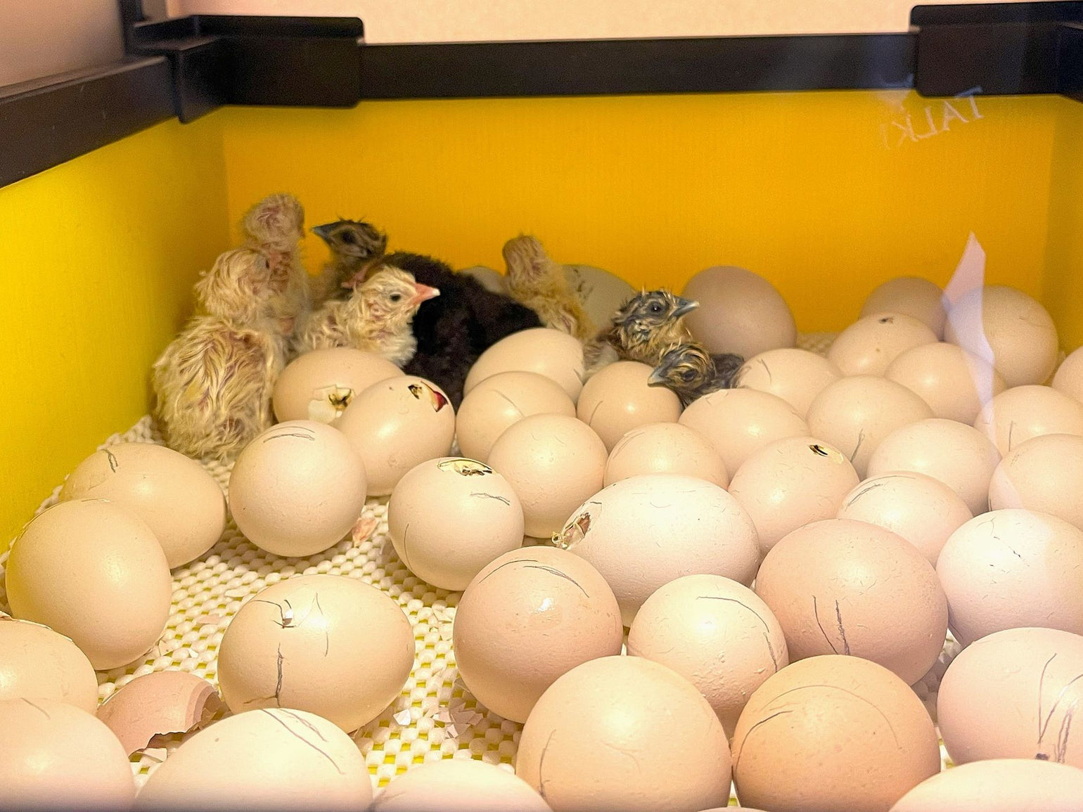 Spring into Action: Everything You Need to Know About Hatching Chicks ...