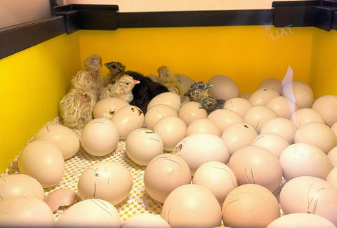 Chicken Egg Hatching Stages