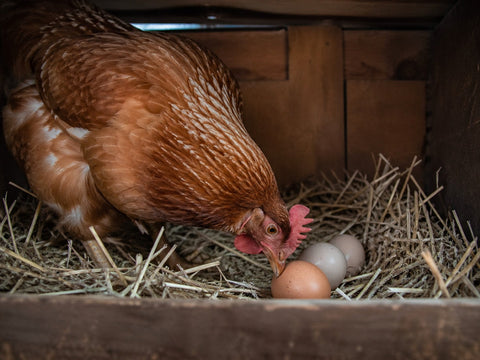 Hen pecking at nest eggs