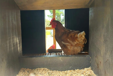 Hen in nest box