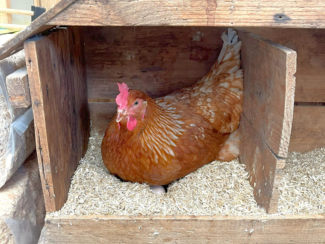 Nesting Talk Nesting Box 101: Encouraging Your Hens to Lay in the Right Place ...