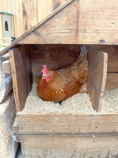 Harnessing the Power of Hemp: A Sustainable Solution for Building and Chicken Bedding