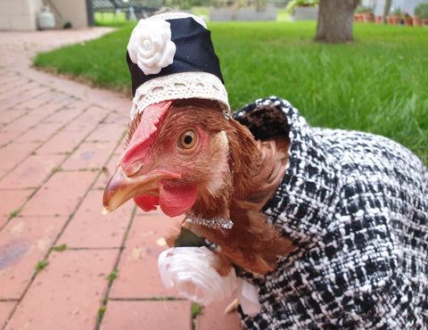 Chicken wearing hat and coat