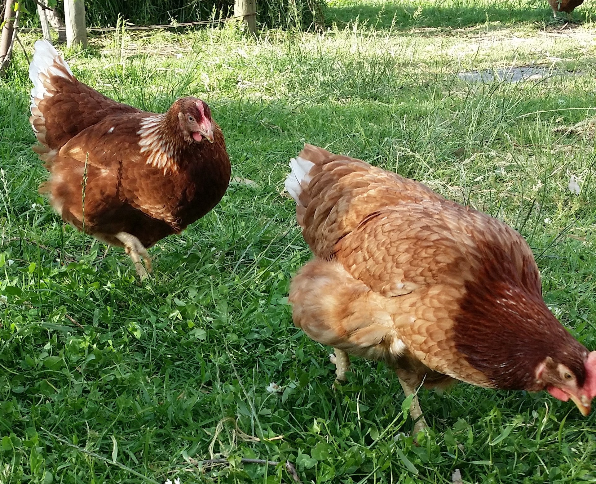 【おまとめ】【Bedtime】【Feeding the chickens】他２点 Lessons from the Coop: A Commonsense Framework for a Thriving