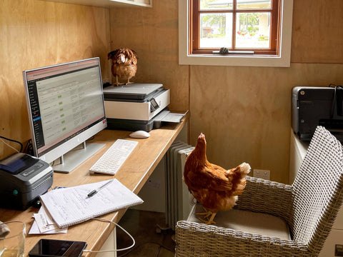 Chicken-Friendly Gardens: What to Plant and What to Avoid in Victoria