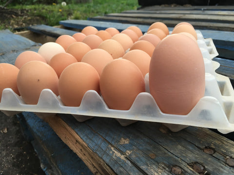 Eggs on a tray
