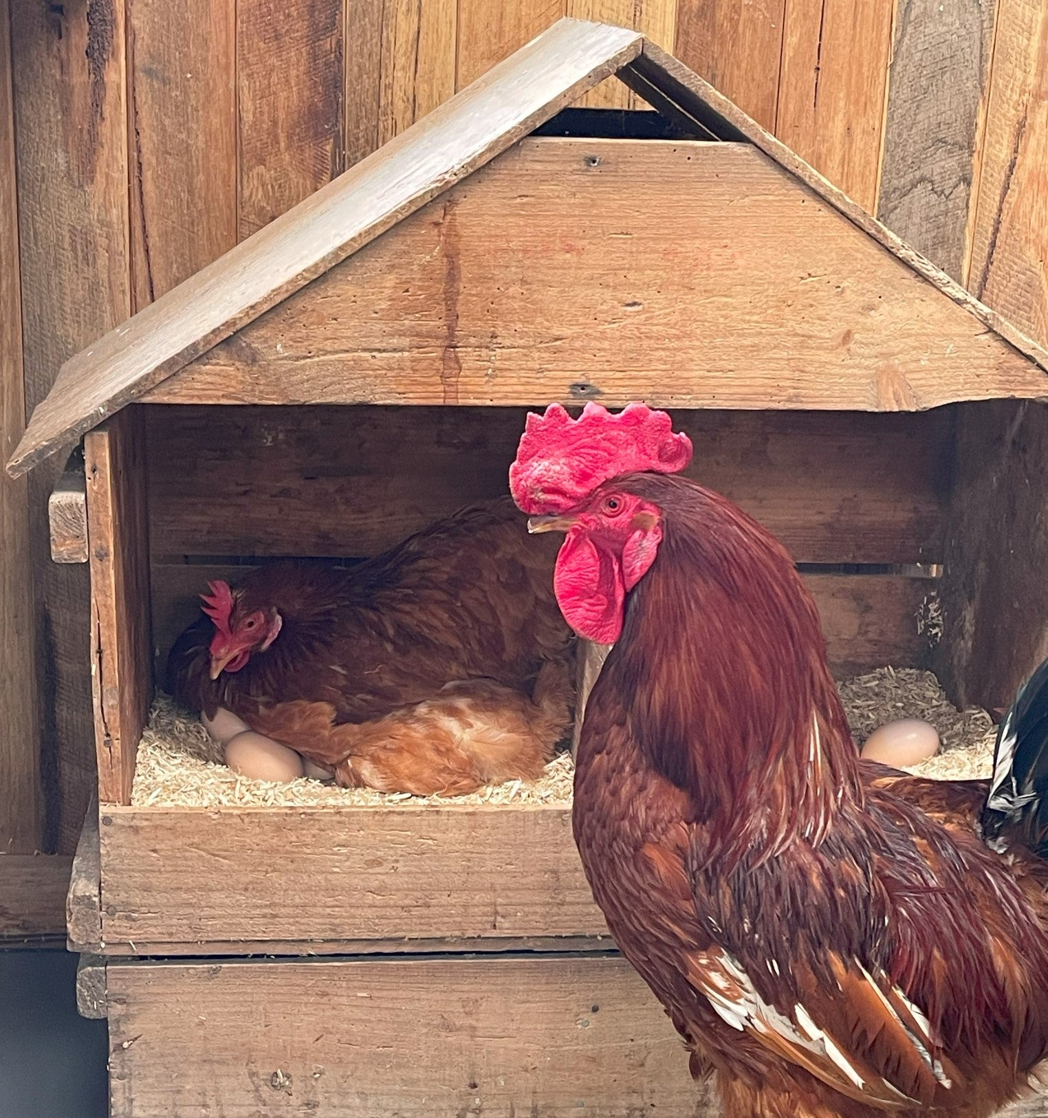Why Chickens Should Not Sleep in Nest Boxes Talking Hens