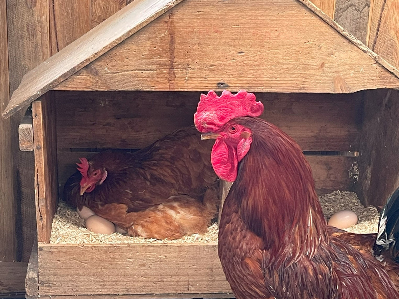 Nesting Talk Why Chickens Should Not Sleep in Nest Boxes – Talking Hens