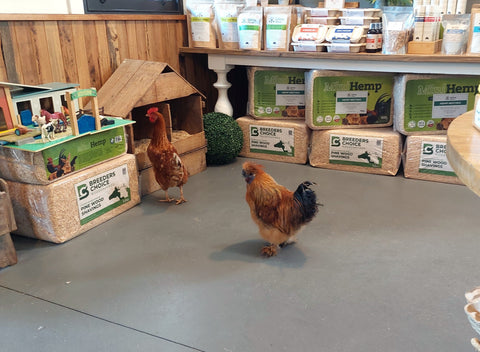 Silky Rooster and Hy-Line Hen