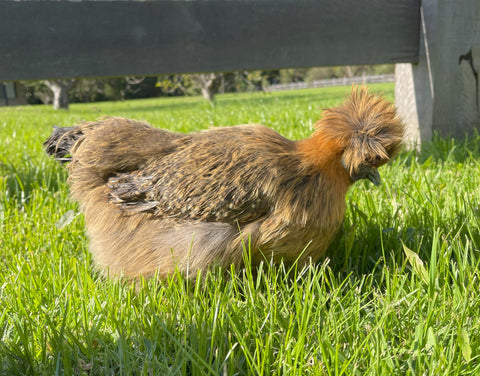 Silkie Hen