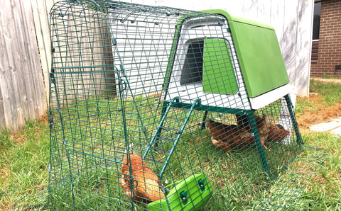 Why sustainability is synonymous with backyard chooks