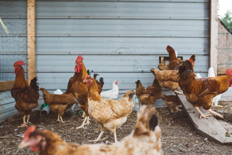 Avoiding Salmonella Enteritidis in Your Flock