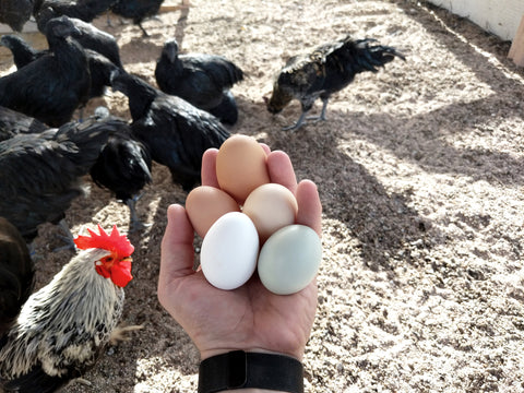 Factors Affecting Chicken Egg Quality: Shell and Internal Issues