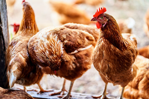 Backyard Chicken Health: Common Challenges and Prevention Tips