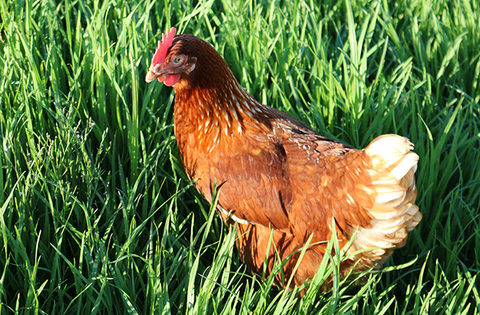 Chicken on grass