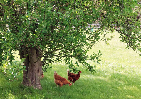 Hens in an orchard