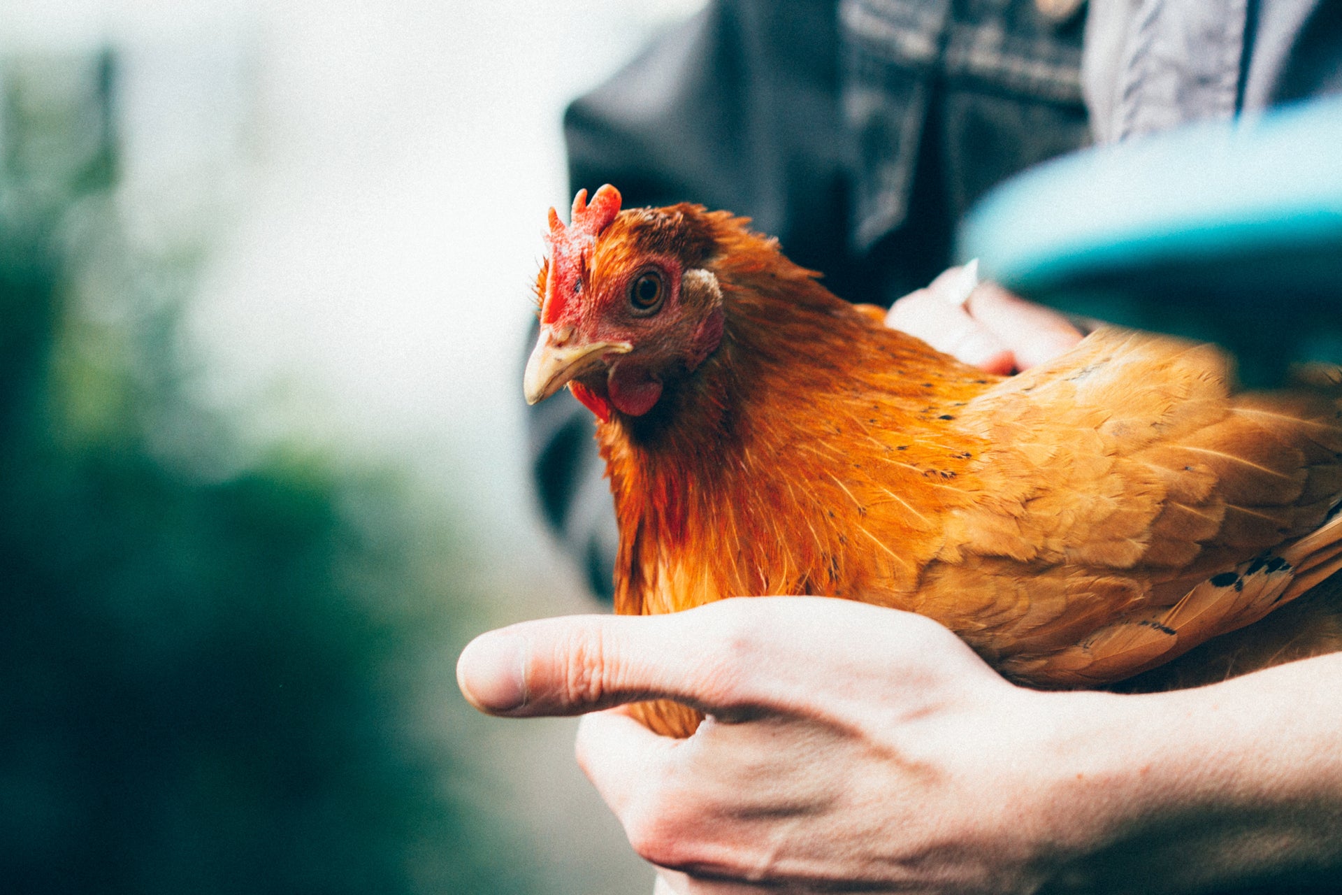 This Is Exactly Why Your Chicken Is So Watery
