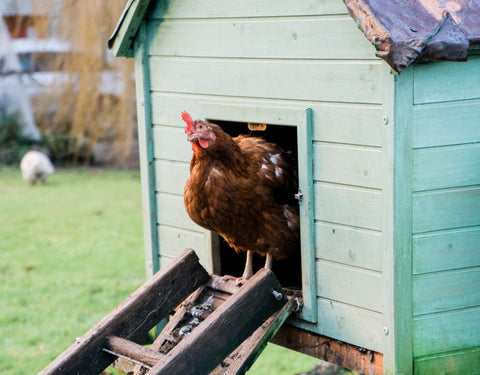 Creating a Healthy Chicken Coop: Tips for Backyard Chickens