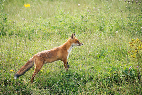 Foxes in Australia: Threats and Solutions for Backyard Chickens