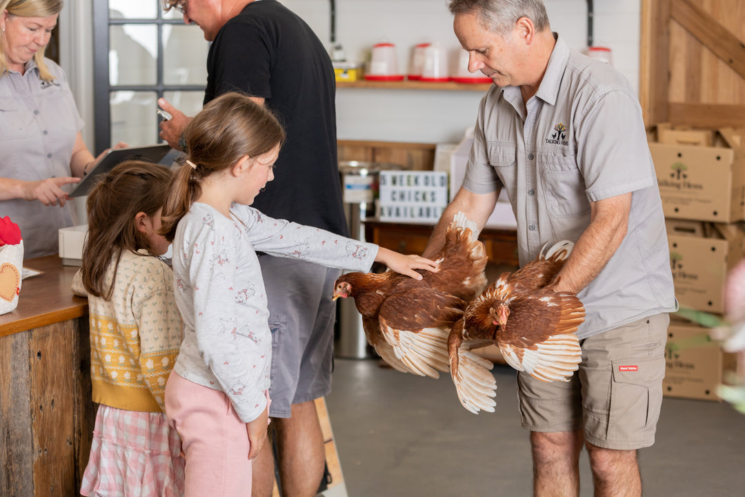 Marans – Talking Hens