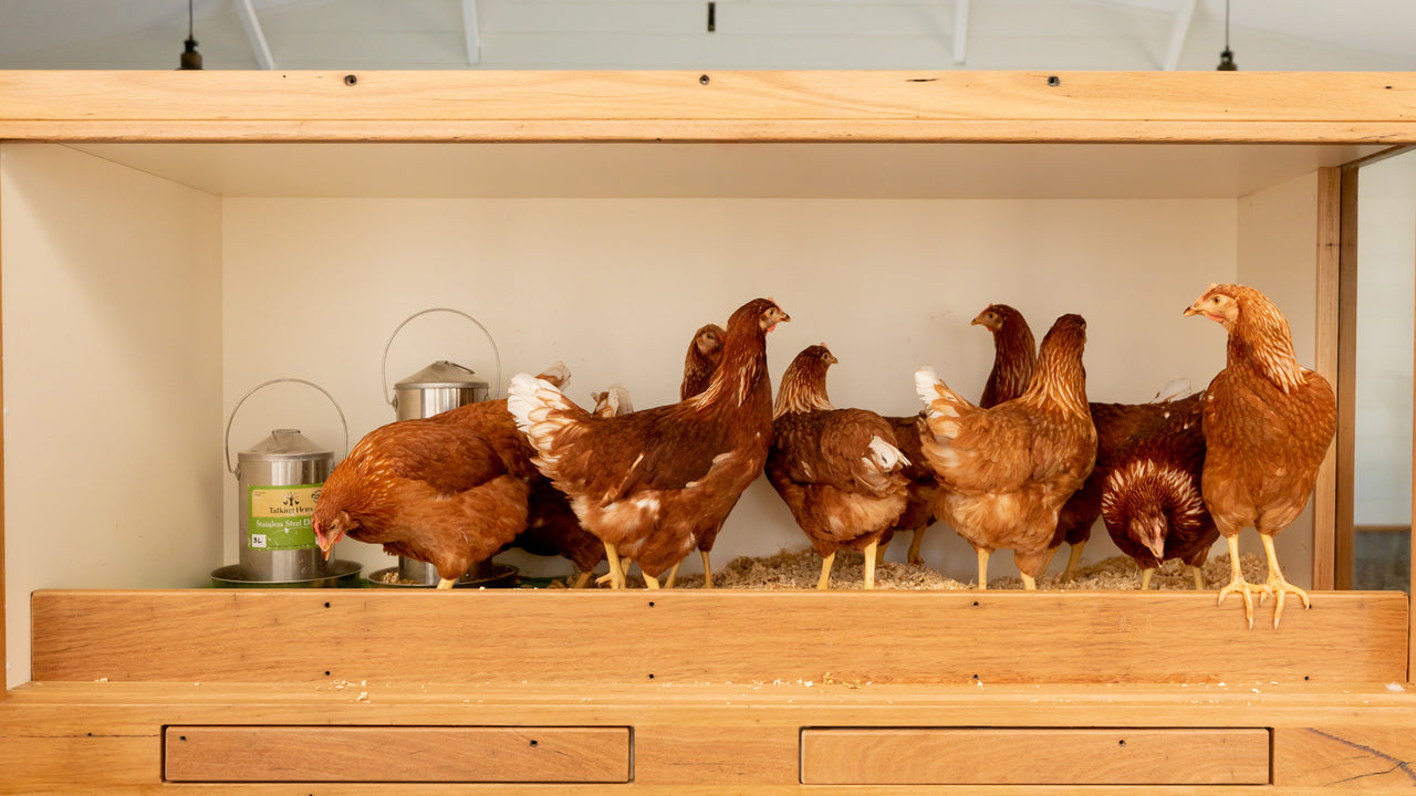 Contact Us | Talking Hens