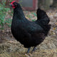 Australorp