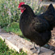 Australorp