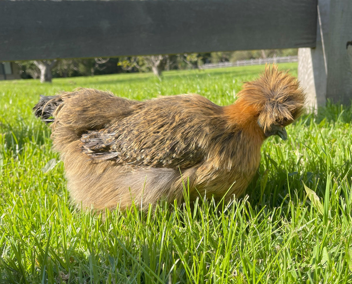 Silkie – Talking Hens