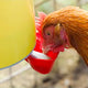 Chook Tower Drinker