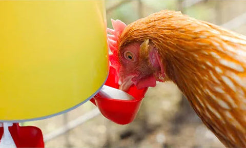 Chook Tower Drinker