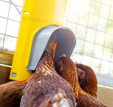 Chook Tower Feeder